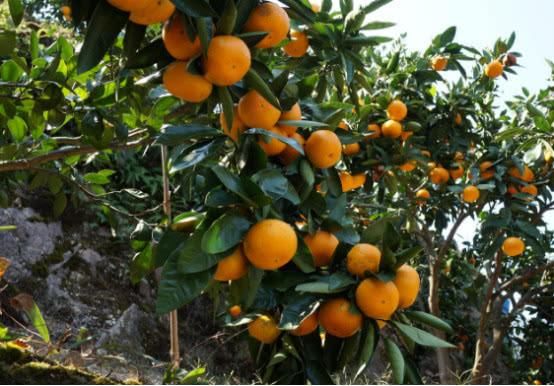 南丰蜜桔滞销，0.25一斤误认去问，砂糖橘会不会受到影响呢？