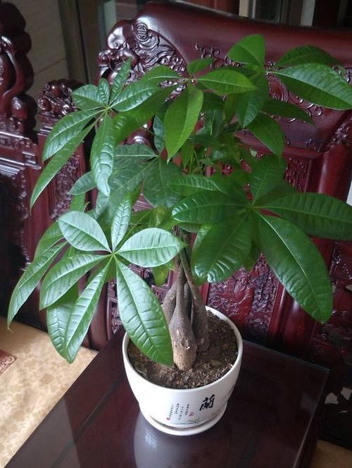  肥料■发财树生长季，几个施肥小窍门，不烧根不黄叶，枝条长成大伞