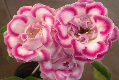  『艳丽』此花花色艳丽，适合家庭养护，容易养护成花海