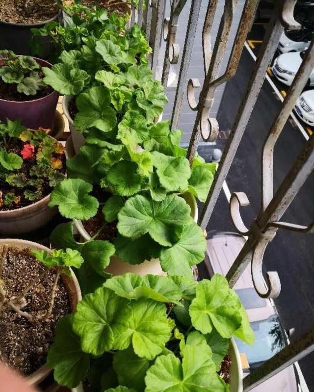 植物@好养还容易爆花的植物,除了长寿花,还有天竺葵,哪个更美