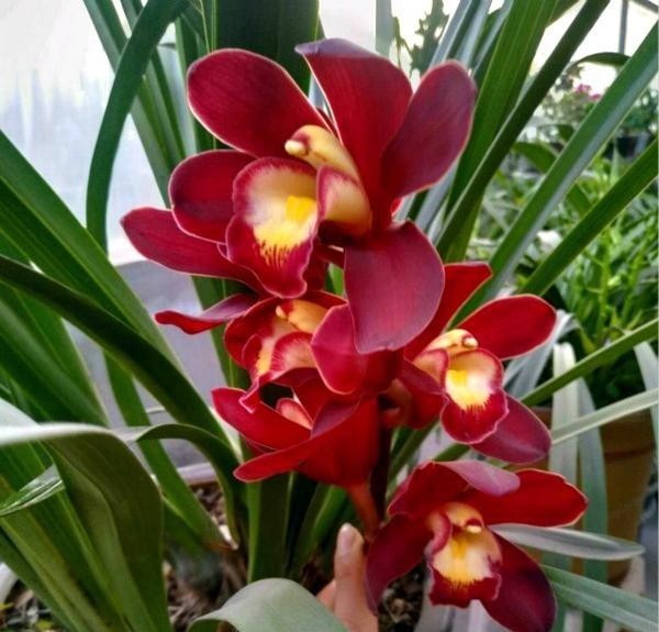 『绕道』4种“娇贵花”,怕热又怕冷,大家都说“娇气难伺候”,新手绕道