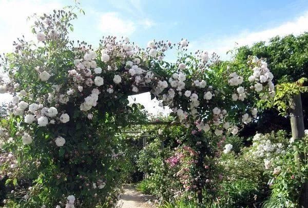  『花园』假如最美花园有排名，那么月季花园一定第一名！
