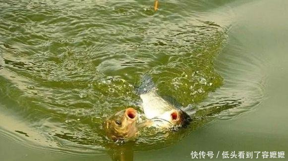  『特别』野钓水底情况复杂，这些好钓位别错过！