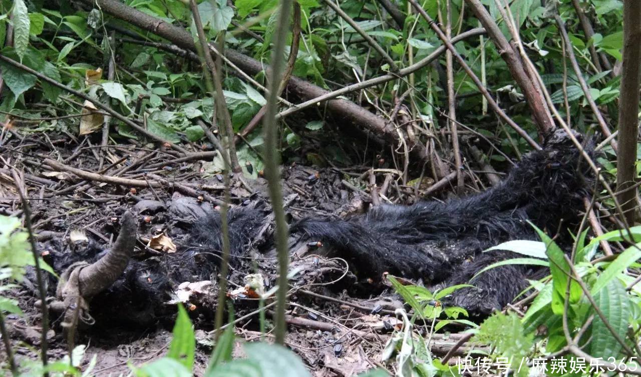 四川宜宾惊现100公斤的狗熊！吞了4只羊，现场还有羊胎盘！