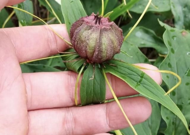 在竹林,生长着“1种草”,被称为“重台”,别去踩它,太少见!