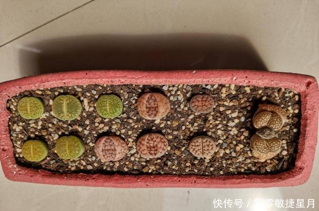 【时节】多肉在美好时节里尽情绽放吧!