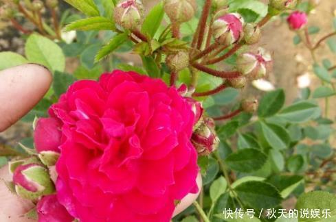 『适合』这三种花最适合放在阳台上养了,好看又好活,轻松开出大花帘