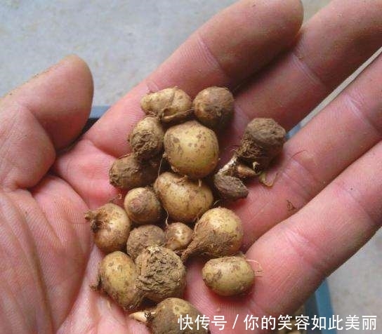 玉米地里长的一种“野草”，在15年前天天挖，现在一斤50元