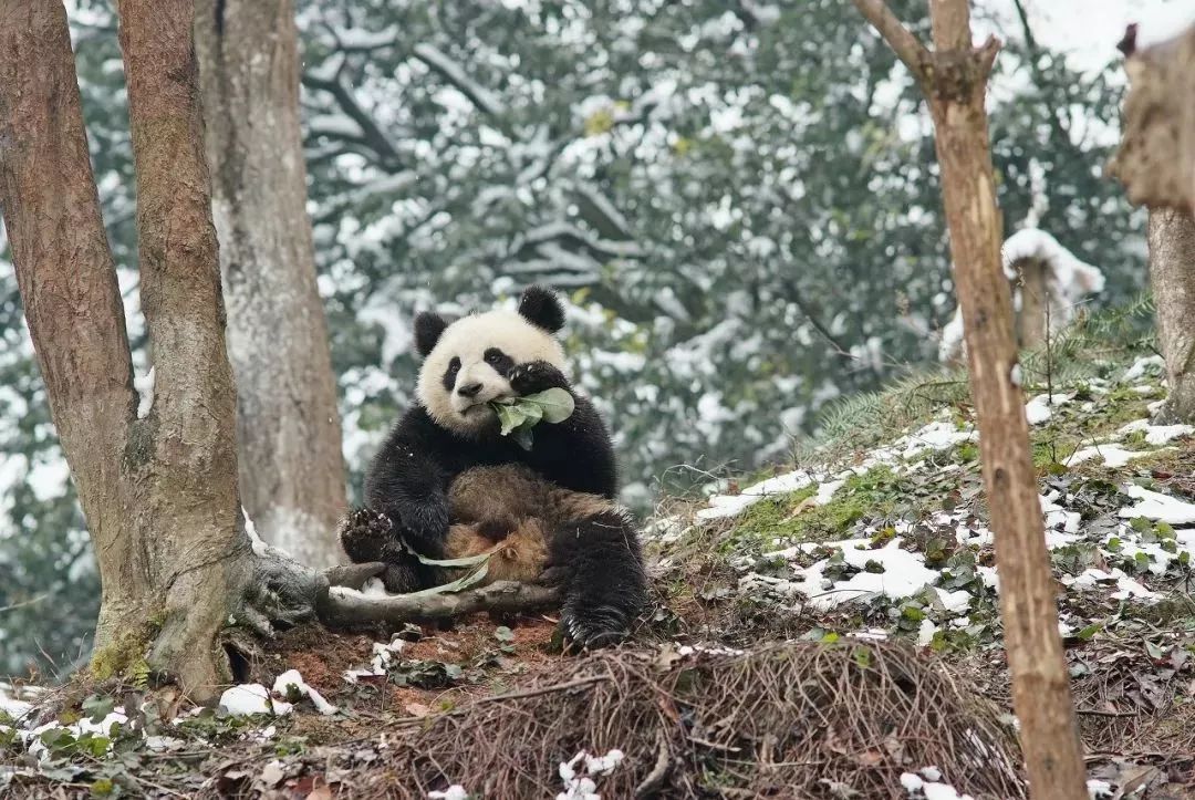 四川这座小城，叫板稻城亚丁，不输江南，藏着亚洲第一云海，高铁