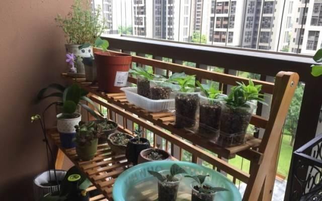  『篮球』一个小技巧,绣球花开的比篮球还大!太美了!