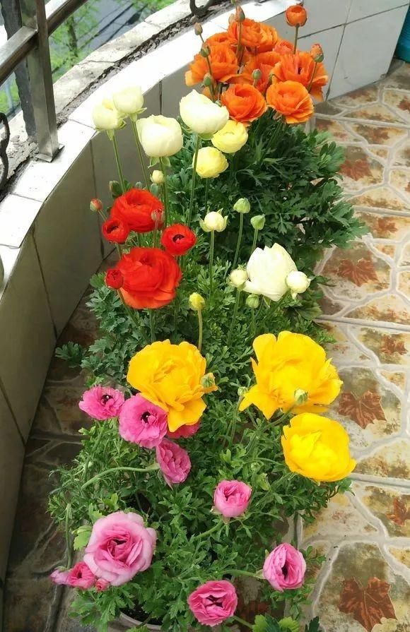  家里：家里有4种花，春天搬到外面给足“大太阳”，花朵大、还爆盆