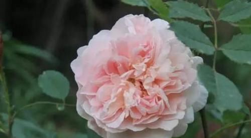  季运茶帆船：爱上养花，不如养盆运茶帆船，温情柔美，花香浓郁，寓意一帆风顺