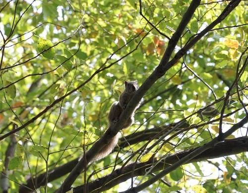 去公园的去公园