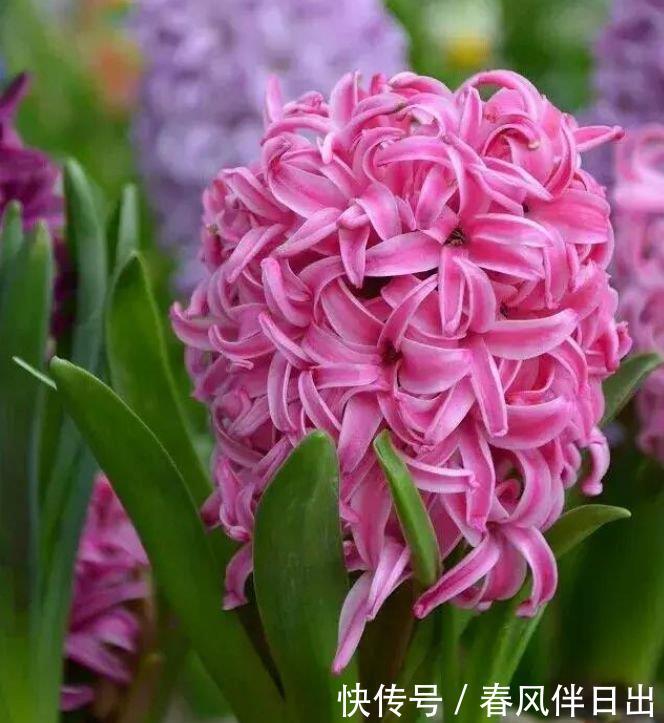  『试试』养花试试这几款，花开繁盛花香怡人，妖艳妖娆，层层交叠