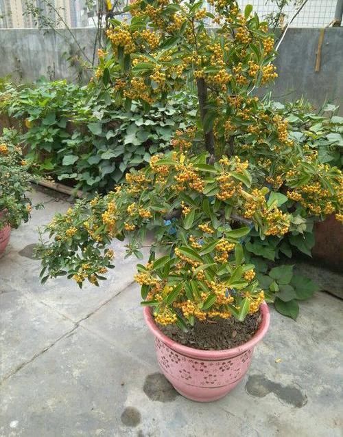  当成盆景■山上捡的“木疙瘩”，种进花盆里，30天长新芽，还能结红果果