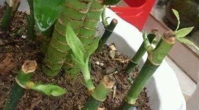  『寓意』6种寓意好的花，剪根枝就能活，年年爆盆不操心！