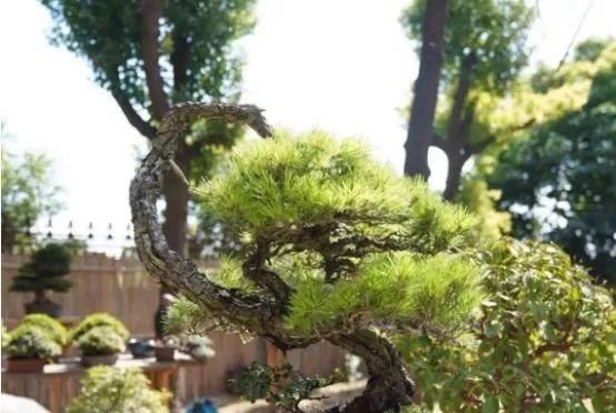 岁寒三友，一组松树盆景佳作欣赏