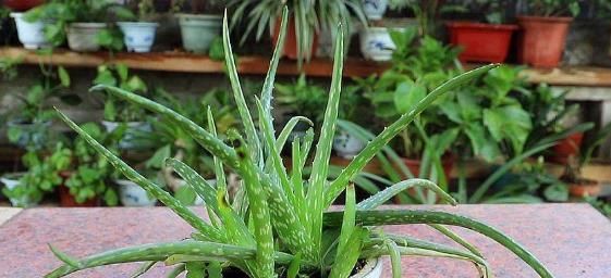  氧吧：“病菌”最怕这4种植物，养一盆消毒除异味，室内变“氧吧”！
