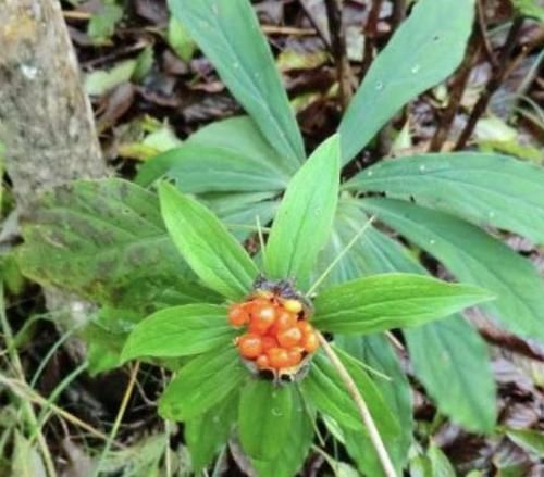  『种植物』1种“鸦葱”奇特，黄色的花朵像“菊花”，别忽视它，100元1斤