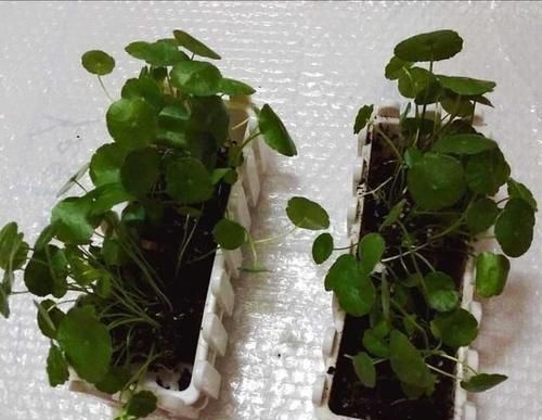  「铜钱草的叶」铜钱草长得很密，想给铜钱草分盆该怎么做不散乱倒伏？