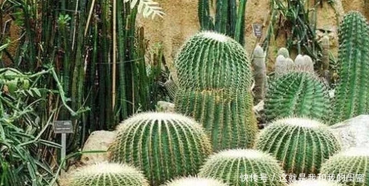  「梭梭树」仙人掌那么抗旱，为何蚂蚁森林却选还是用了梭梭树？