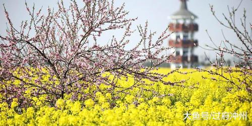 春游好去处：世界四大花海之一，因油菜花出名，但不是婺源