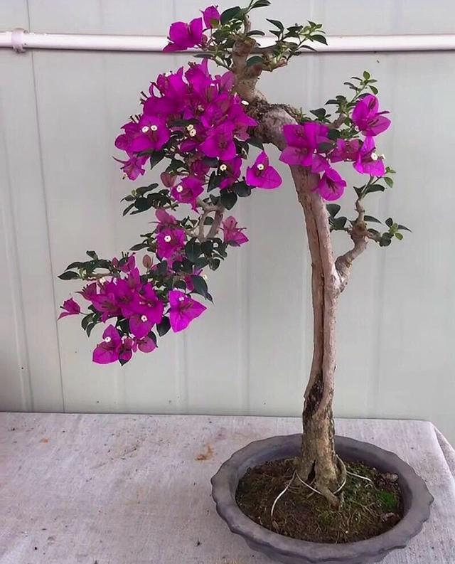#三角梅#三角梅怎么修剪?记住“1点”,开花更多,枝繁叶茂,蹭蹭开爆盆