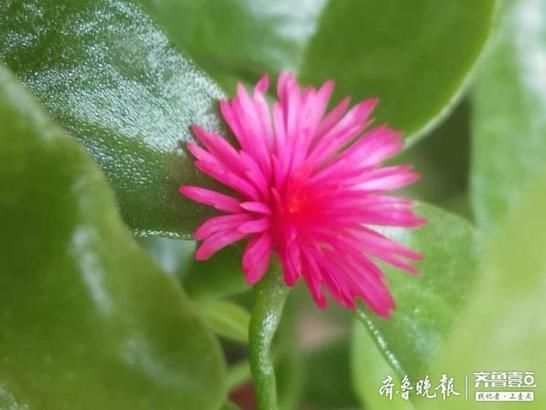  之中|绿丛之中藏点红，牡丹吊兰花开好鲜艳