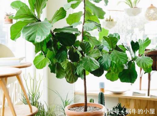 「琴叶榕」当下最流行的“网红”绿植,只需1盆,可使你家格调提升8倍!