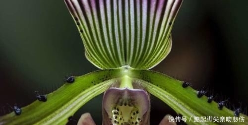 【原产于】旅行看世界:让人赞叹的花卉微距照片,以及在哪里能看到这些美景
