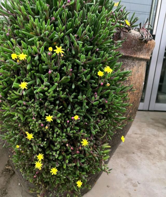  黄花@爱垂吊植物，就养一盆紫珍珠，开黄花爆盆成珍珠瀑布，还叫紫玄月