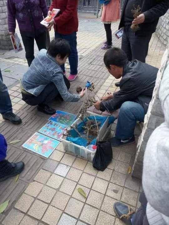  『千万别』街上碰见这些花千万别买，都是骗人的，买回去也养不活