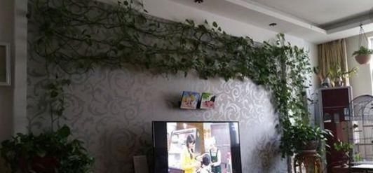  [绿萝]养绿萝时，不要摆在这“4个地方”，难怪绿萝黄叶烂根、长不好！