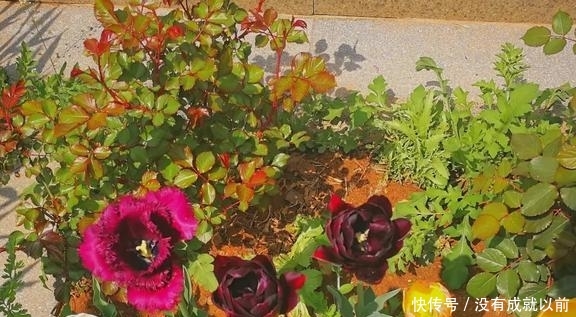 『福而摩沙』两年郁金香种植回顾