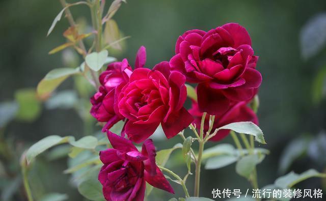 『花无』月季——只道花无十日红,此花无日不春风