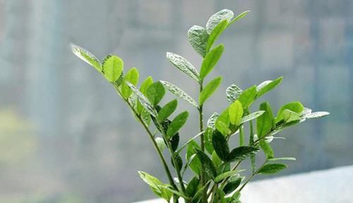  「绿色植物」家居中在客厅常见的绿色植物，教你养护技巧，让金钱树叶肥常绿！