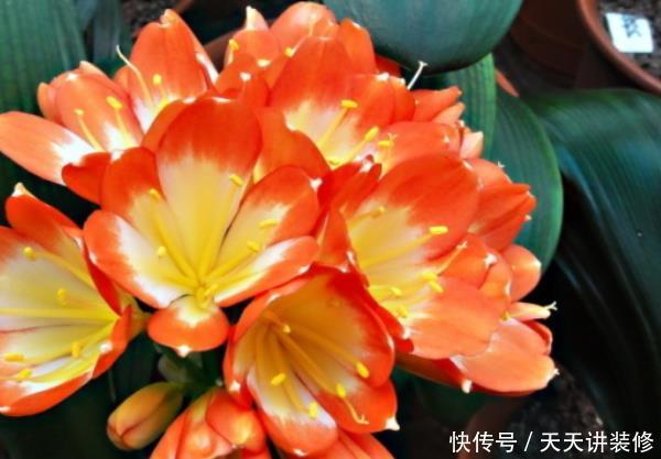  『家里』别在家里乱养花！这4种花“旺财镇宅又养人”，尤其是第三种！
