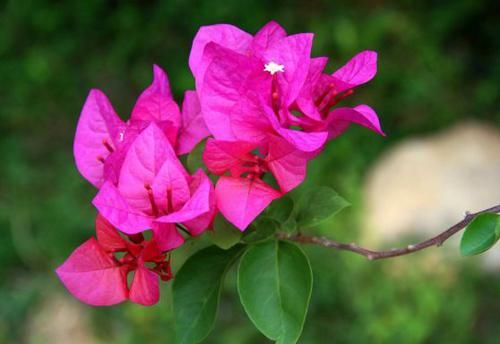  迷人眼：这5款花，养在家中幽香四溢，花色妖艳妩媚，花朵烂漫迷人眼
