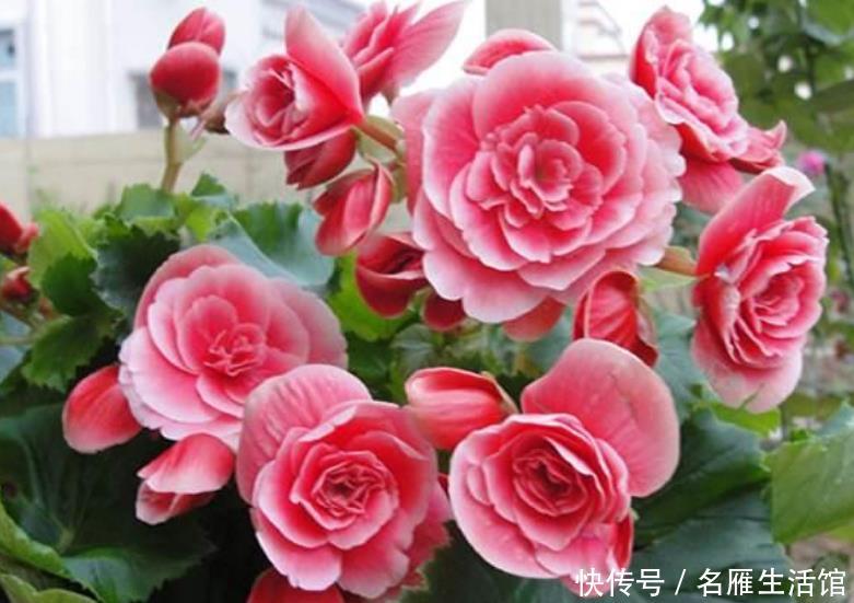 『扦插』现在“种下”5种花,只需1片叶子,秋冬开满阳台,开花一茬接一茬