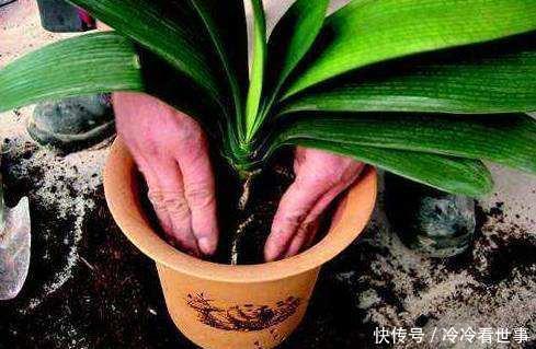  #叶绿花#大爷养君子兰，一罐罐的啤酒浇下去，10天后，叶绿花大，好漂亮