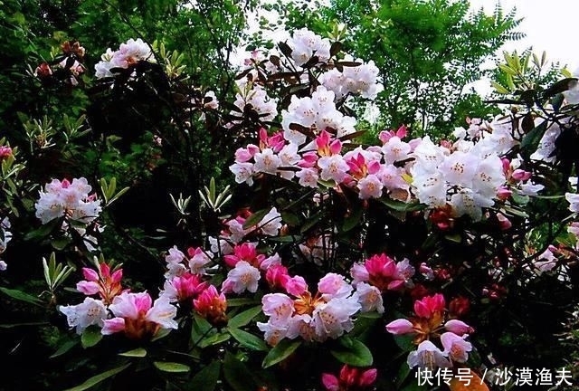 绚丽多彩■猴头杜鹃花~枝繁叶茂,绚丽多彩