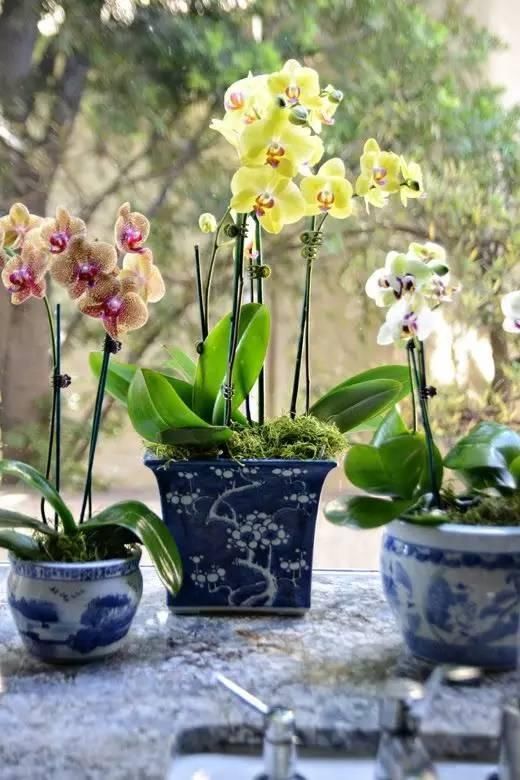  【花中】中国10大名花，哪个是你的最爱？