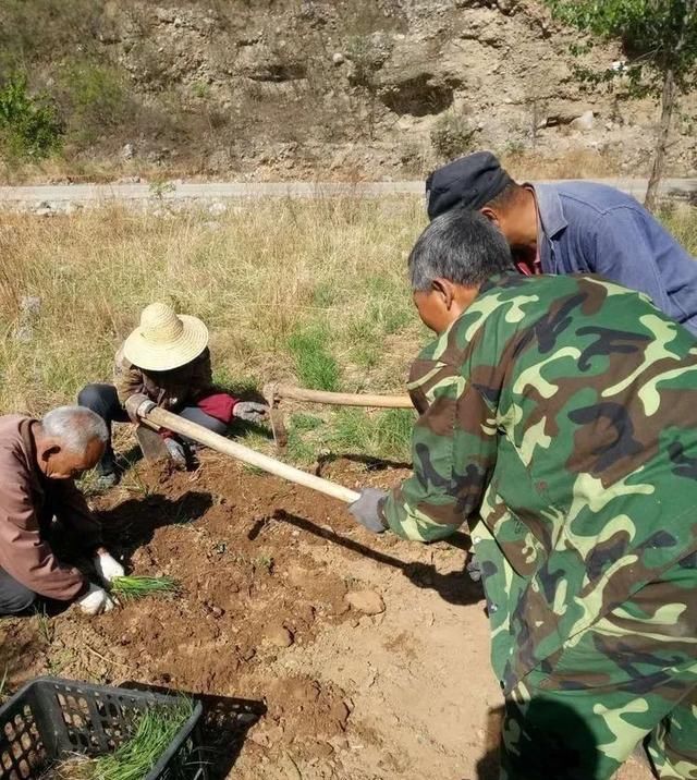  【葛丹村】井陉这个村荒山遍种中草药，来年遍地土生金