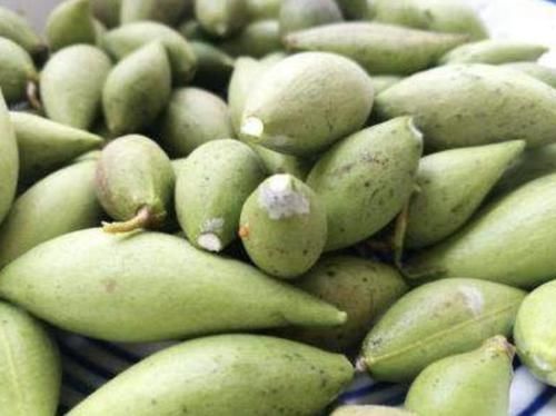  「不少」1种瓜奇特，像翠绿的“鼓包”，被称为“地稍瓜”，碰见别乱摘！