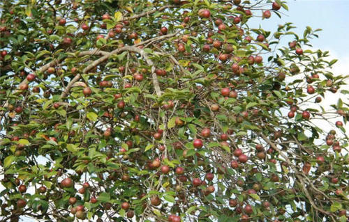 用这果子榨油，营养不输橄榄油，一斤60元热卖，农民却不愿种植