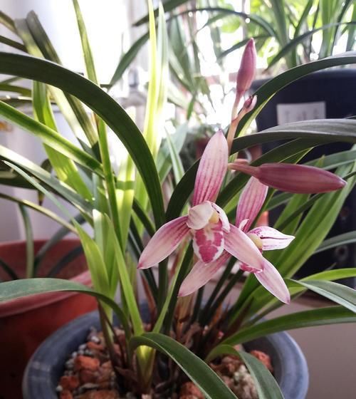  『新芽』家庭养兰花，盆里加“1种小东西”，不烂根，芦头壮，新芽多