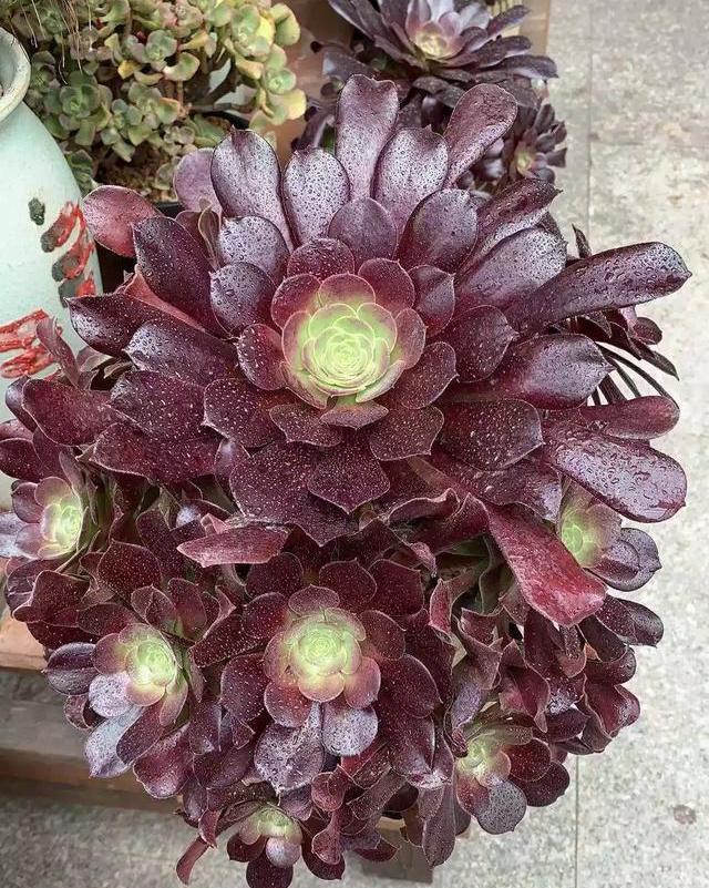 【法师】养法师,注意2个“细节”,叶片黝黑肥厚,颜值越来越高