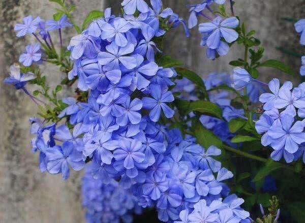  #扦插#3种耐热花，大夏天最容易扦插，沾土就生根，两个月后看繁花