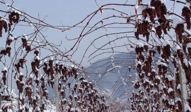  冰葡萄：乡下一种葡萄，下雪天都不怕，越冷长得越好，高达15元