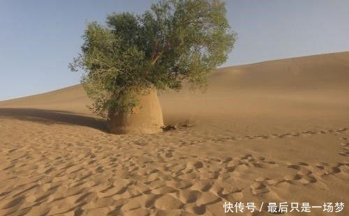 将黄河引进沙漠会怎样 这个试验把新疆朋友看笑, 结局让人欣喜